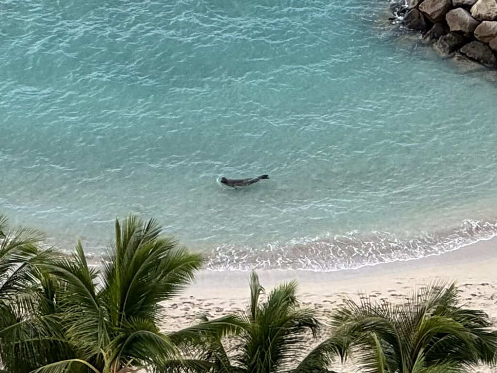 ハワイモンクアザラシ（Monachus schauinslandi）